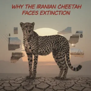 یوزپلنگ ایرانی